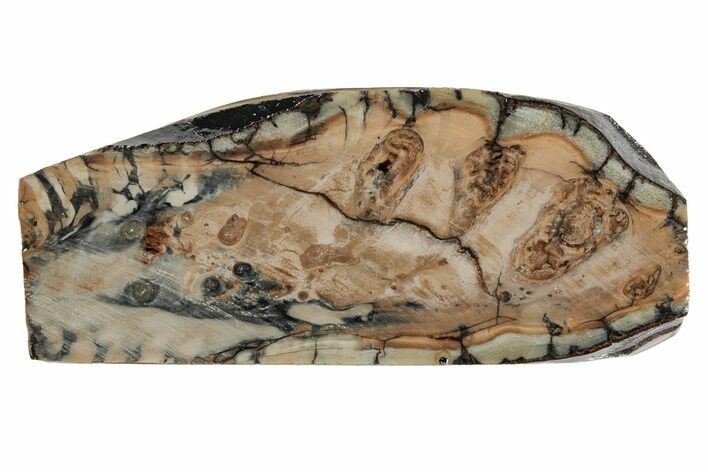 Fossil Mammoth Molar Slab - Siberia #215382